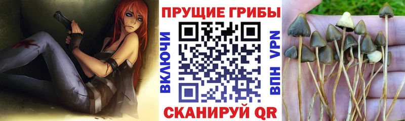 Галлюциногенные грибы мицелий  Купить где  Сафоново 